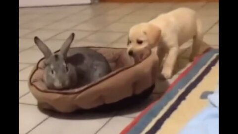 Little Puppy Kicked Out the Rabbit Who Occupied His Home