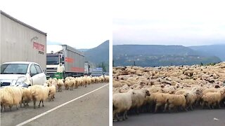 2000 Sheep Cause Huge Tailbacks On Highway