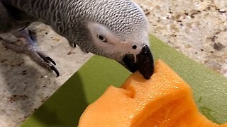 Talking parrot wants a larger slice of cantaloupe