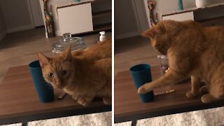 Rebellious cat determined to knock over owner's cup