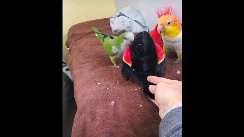 Parrots beat up on new bird toy