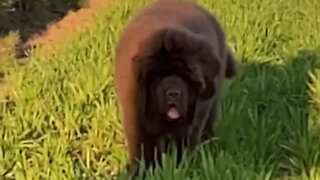 Newfie puppy running in slow motion is the best thing ever