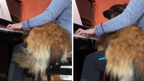 Dog loves the piano, jumps on owner's lap when she plays