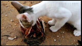 A small desert cat for the first time eating a fish head