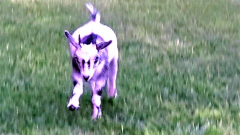 Goat With Neurological Damage Jumps For Joy At Sanctuary