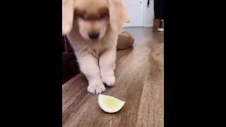 Retriever puppy totally bamboozled by a slice of lemon