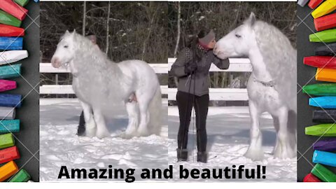 I literally have never seen a horse quite like this. Amazing and beautiful!