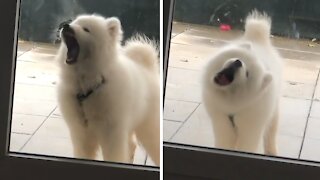 Adorable Puppy Can't Stop Licking Glass Door Panel