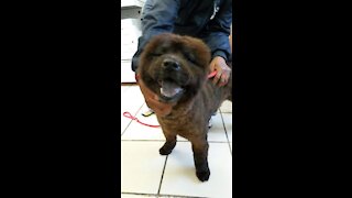 Chow Chow - Dog Breed - The Gus Legacy : Chow Chow Adoption 2015