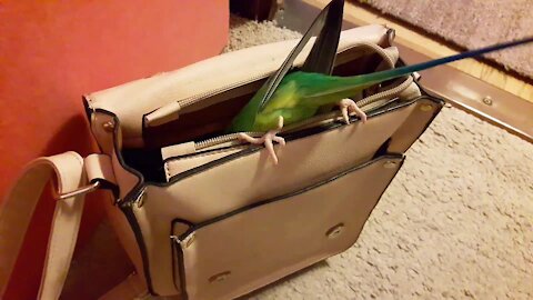 Nosy parrot dives inside owner's purse