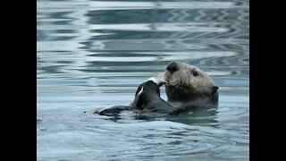 Sea Otter Eating Fish