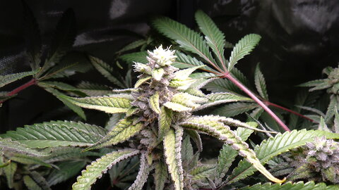 85w LED Grow Light - 1x2 Grow Tent - Peyote Gorilla Marijuana - Cannabis