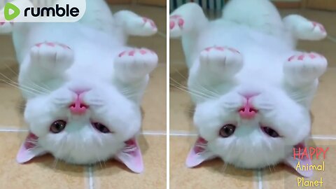 Funny and Cute Cat | What’s up? You down? 😻