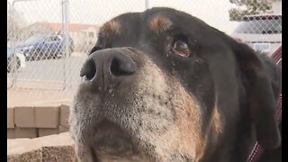 New law prevents insurance companies from discriminating dog breeds