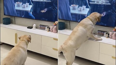 Adorable Dog Tries To Steal Food Shown On TV Screen