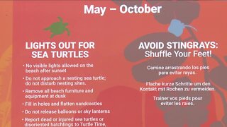 Fort Myers Beach, wildlife conservationists reminding beachgoers to be mindful of sea turtles