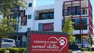Rising cost of living now impacting Bay area animal shelters