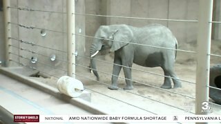 Omaha woman, non-profit lead charge in zoo elephant conservation