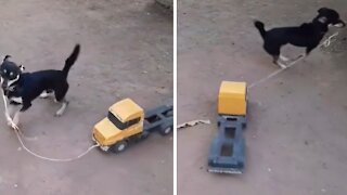 High-spirited Puppy Loves Playing With His Toy Truck