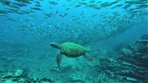 Scuba diver follows beautiful sea turtles through salema bait ball