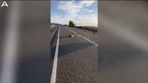 Why Did The Emu Cross The Road? Unlucky Critter Trips And Falls In The Middle Of The Road