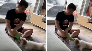 Puppy gets dragged across carpet while holding on to toy