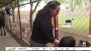 Las Vegas animal shelter reduces adoption fees in August