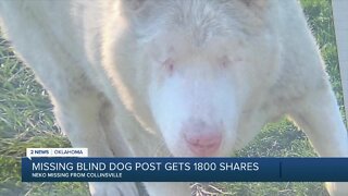 Collinsville family looking for missing blind dog