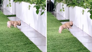 Frenchie puppy adorably attacks 'evil' shadow