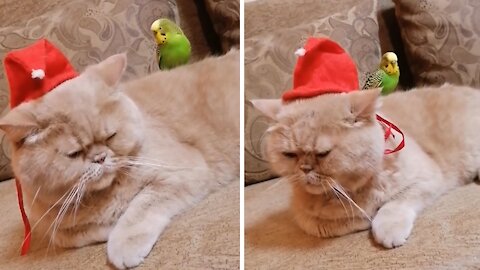 Cat and parrot pose for hilarious holiday video
