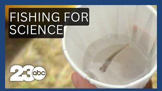 Wild Science: Bakersfield students release Kern River trout they raised in their sclassroom