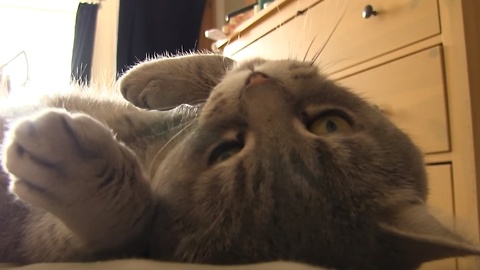 "Quacking" cat compilation will leave you smiling!