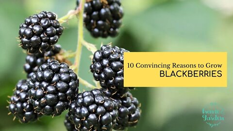 10 Compelling Reasons to Grow Blackberries in Your Home Garden
