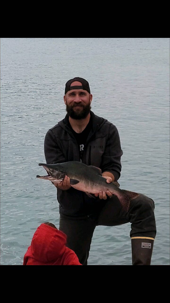 Snagging Salmon, Seward Alaska