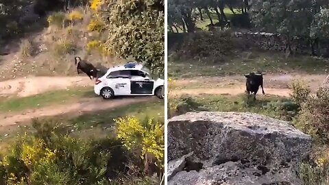 Rampaging Bull Hits Car With Unstoppable Force