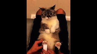 Adorable Kitty Preciously Sits Still During Her Nail Trimming Session