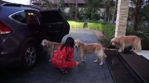 Golden Retrievers line up in an orderly fashion for car ride