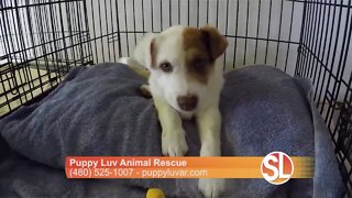 Puppy Luv Founder tells us how they help you pick the right rescue