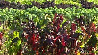 What local urban farmers are saying about the warm fall