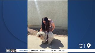 Missing dog reunited with owner after six years