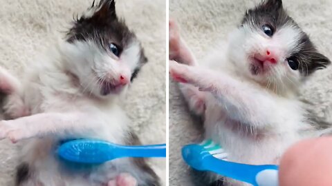 Rescue kitten loves to brushed by toothbrush