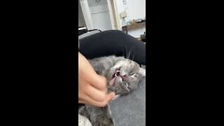 Owner pulls on sleeping cat's tongue so see how long it is