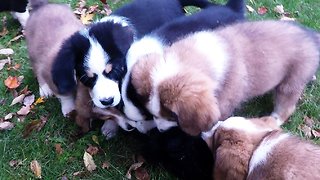 Nine adorable puppies play with stuffed animal