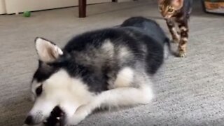 Totally relaxed dog isn't spooked by kitten's cuddle attack