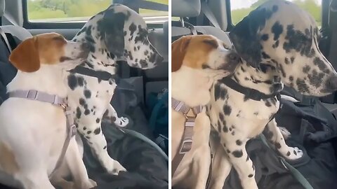 Doggy best friends snooze together on their car journey