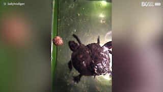 Tartaruga mutante con 3 teste trovata negli Stati Uniti