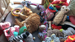 Cat plays with dog toys in Great Danes' bed