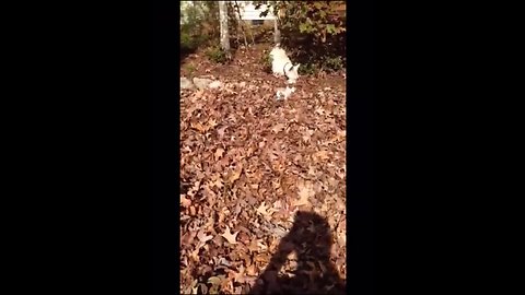 Westie puppy learns how to play in the leaves
