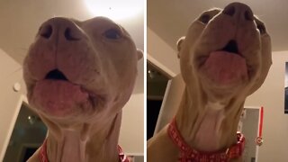 Dog gets autotuned when begging for walk time
