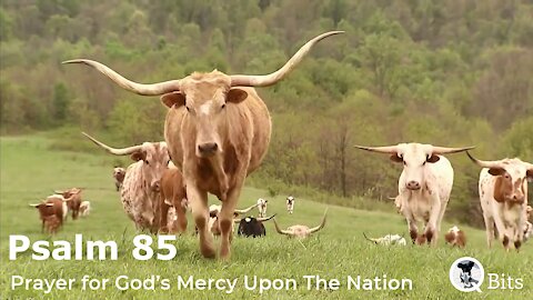 PSALM 085 // LONGING PRAYER FOR GOD’S MERCY UPON THE NATION